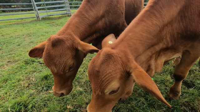 18 - Droughtmaster Steers born 2019 ready to go to market 20.9.21