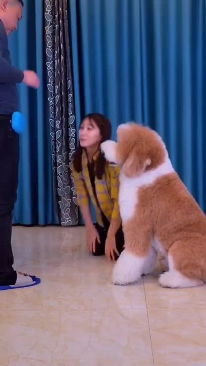 Gigantic Fluffy Poodle Dogs Love Being Carried Everywhere 😍🐩 | Panda Love