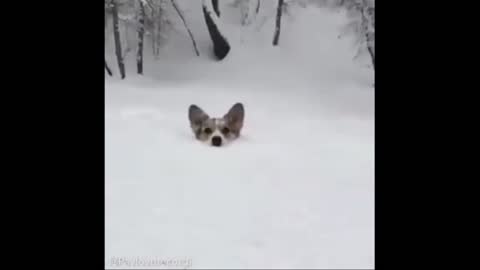 snow pet