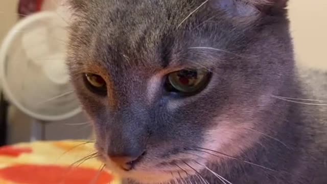 cute_animals #cute_animal_videos #cute_baby_animals #cute_pets #cute_videos #funny_animals