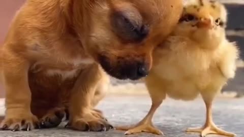 Baby dog and baby chicken