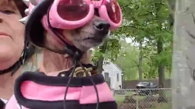 Motorcycle Pup is Pretty in Pink