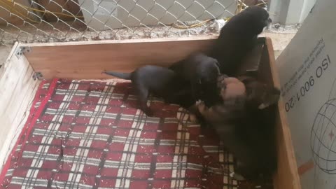 Playing puppies