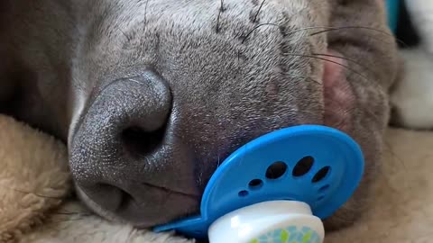 Puppy Holds onto Pacifier