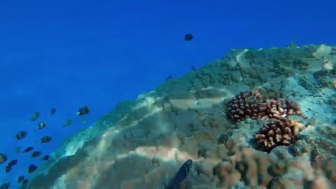Sweet Waves | Music Therapy | Downtempo | Physical Therapy | Underwater Movie | Health