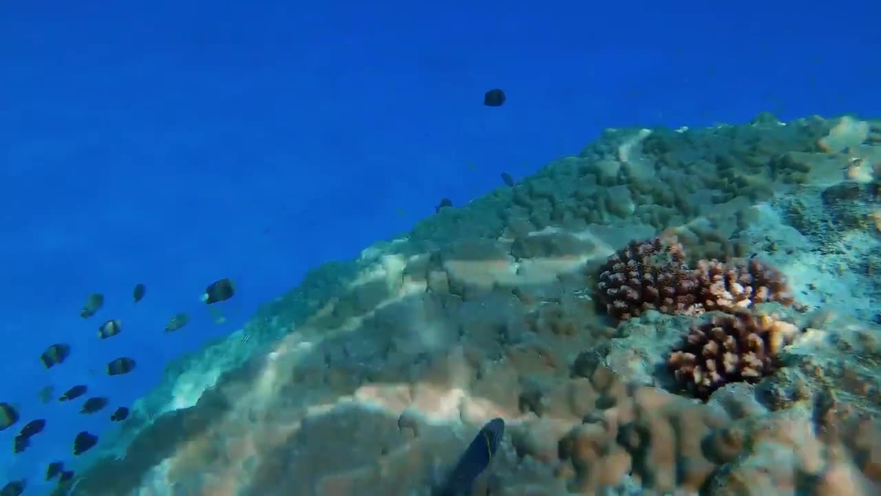 Sweet Waves | Music Therapy | Downtempo | Physical Therapy | Underwater Movie | Health