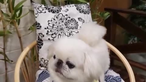 Funny animal videos 🤣🤣