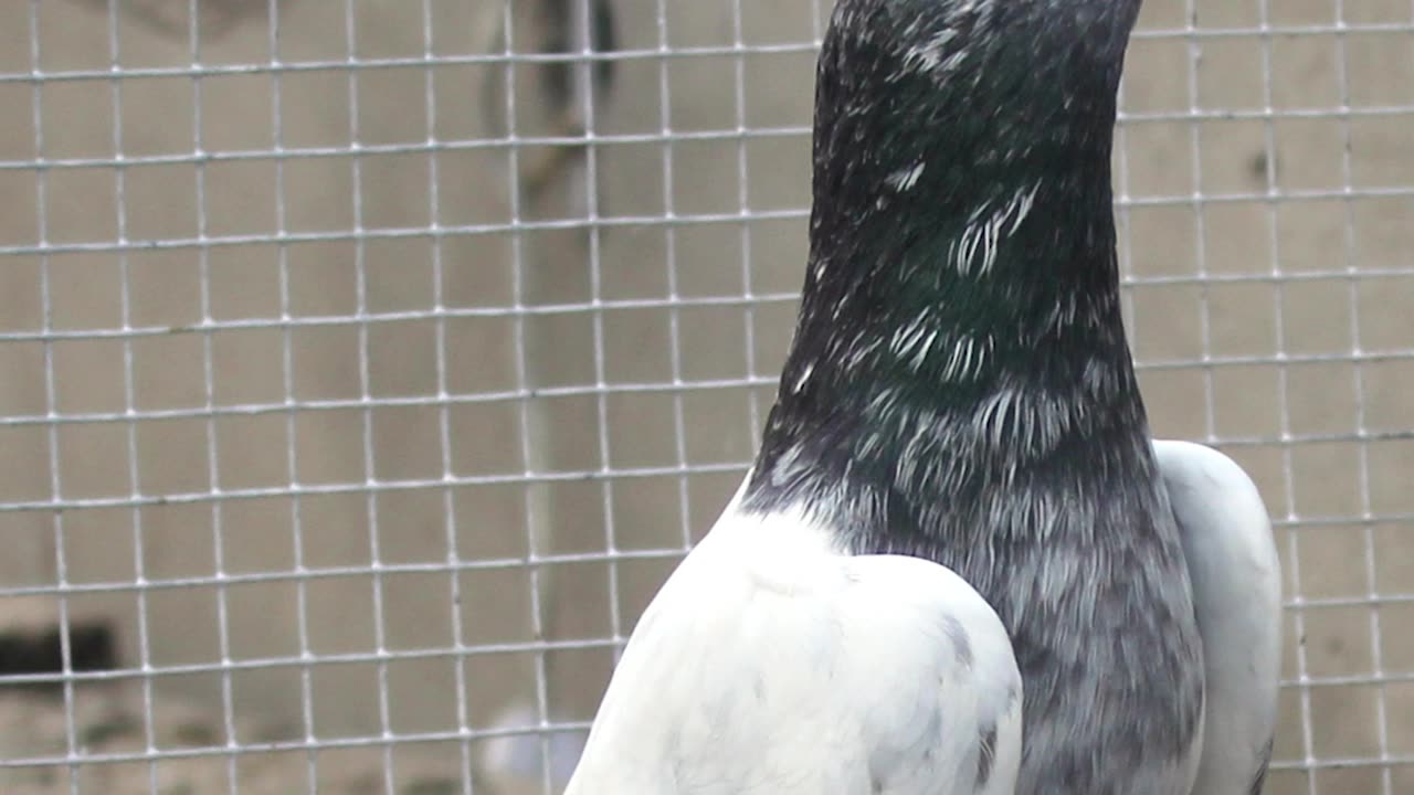 Ustad Naeem Bhatti Pigeons