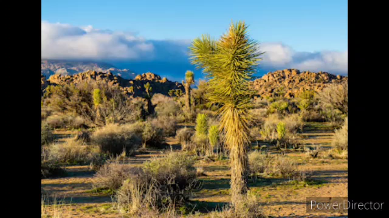 Joshua tree state park