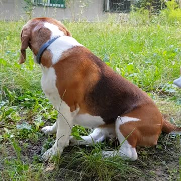 Beagle grooming routine