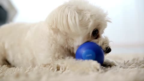 Cutest puppy playing with blue ball.