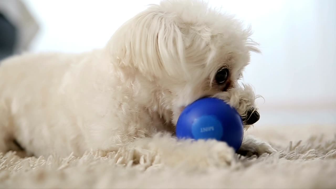 Cutest puppy playing with blue ball.