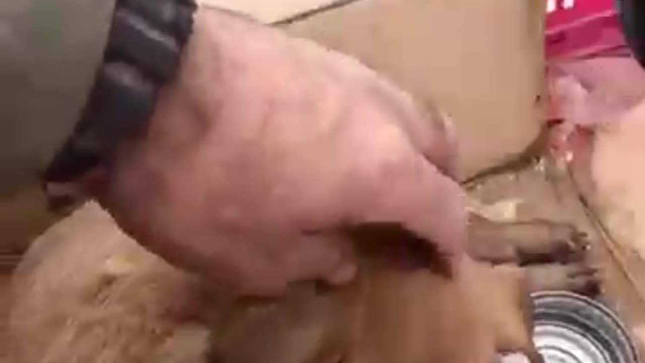 IDF Soldiers Rescue A Puppy In Gaza