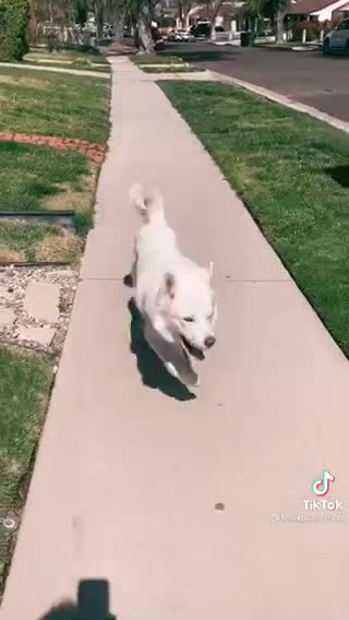 Roooon Dog Very Funny