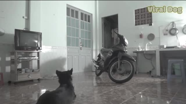 Dog and Stranger