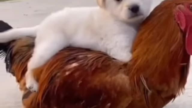 Cute puppy play with chicken 🥰