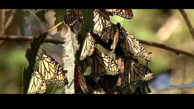 MAJESTIC MONARCH BUTTERFLIES LIFECYCLE