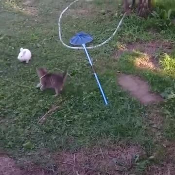 “Siblings of different genre” featuring kitty and the bunny.