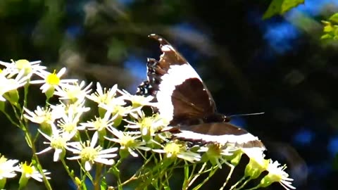 White Admiral Butterfly