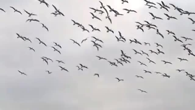 Falcon attack on the 🐟 fish's