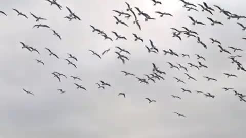 Falcon attack on the 🐟 fish's