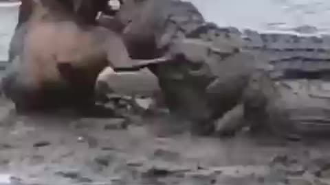 Crocodile attack overwhelmed the wildebeest #shorts #animals #crocodi.. Animals SUBSCRIBE