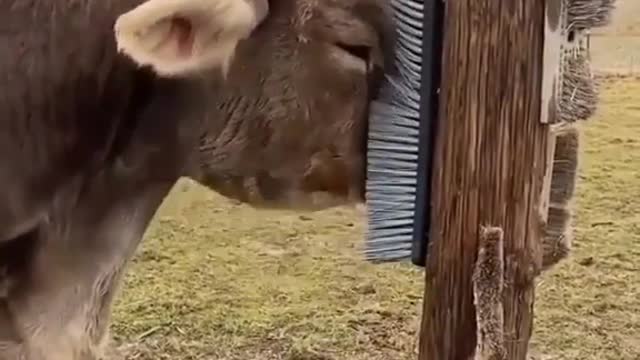 Cow scritches her head