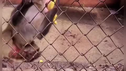 Angry monkey 🐒 very funny moments 😂😂