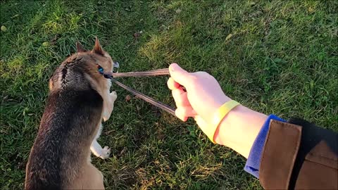 strolling with the playful