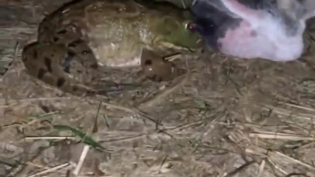 ments Viral Clips #shorts Videoš¤£_ #trending #animals #funny #reels