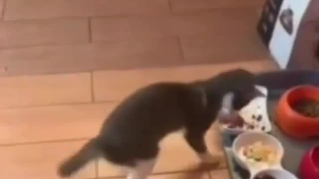 Cat reacting very funny while selecting food