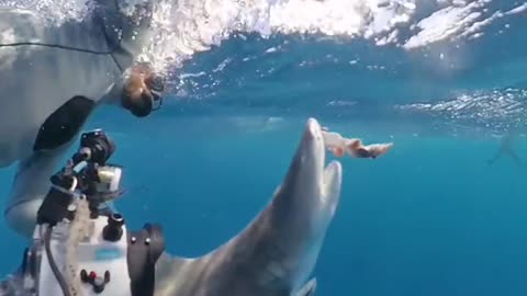 Wildlife
