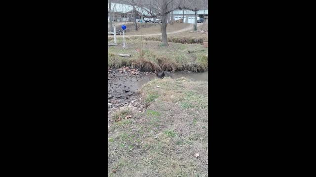 Piggy playing in the mud