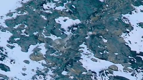 "Snow Leopard's Thrilling Hunt: A Majestic Fall from the Cliff"
