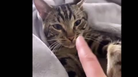 cat pretends fake sleep to avoid bathing