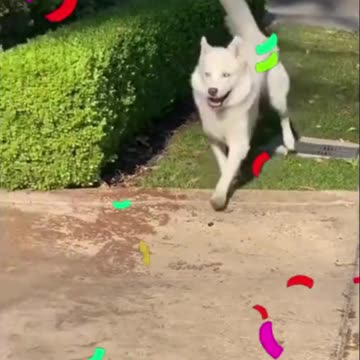 Watch This Puppy Steal Your Heart