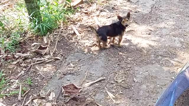 Doggy Stands up After Pretending to Be Injured