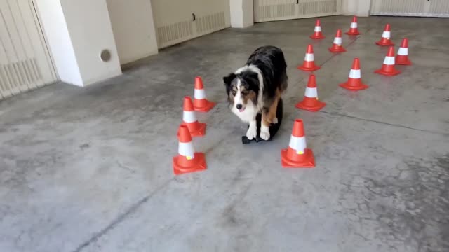 Rush The Dog Skating Through Cones And Switching Boards