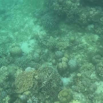 Snorkeling Adventures Philippines. So many new corals growing, and lots of fish