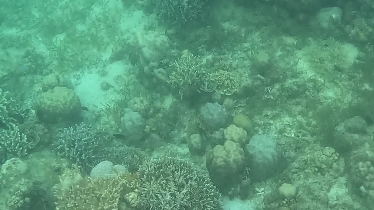 Snorkeling Adventures Philippines. So many new corals growing, and lots of fish