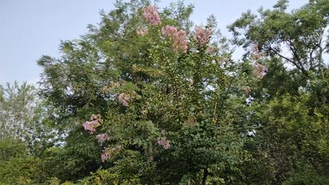 The leaves of this tree are red