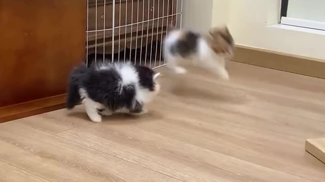 Short legs play very hi