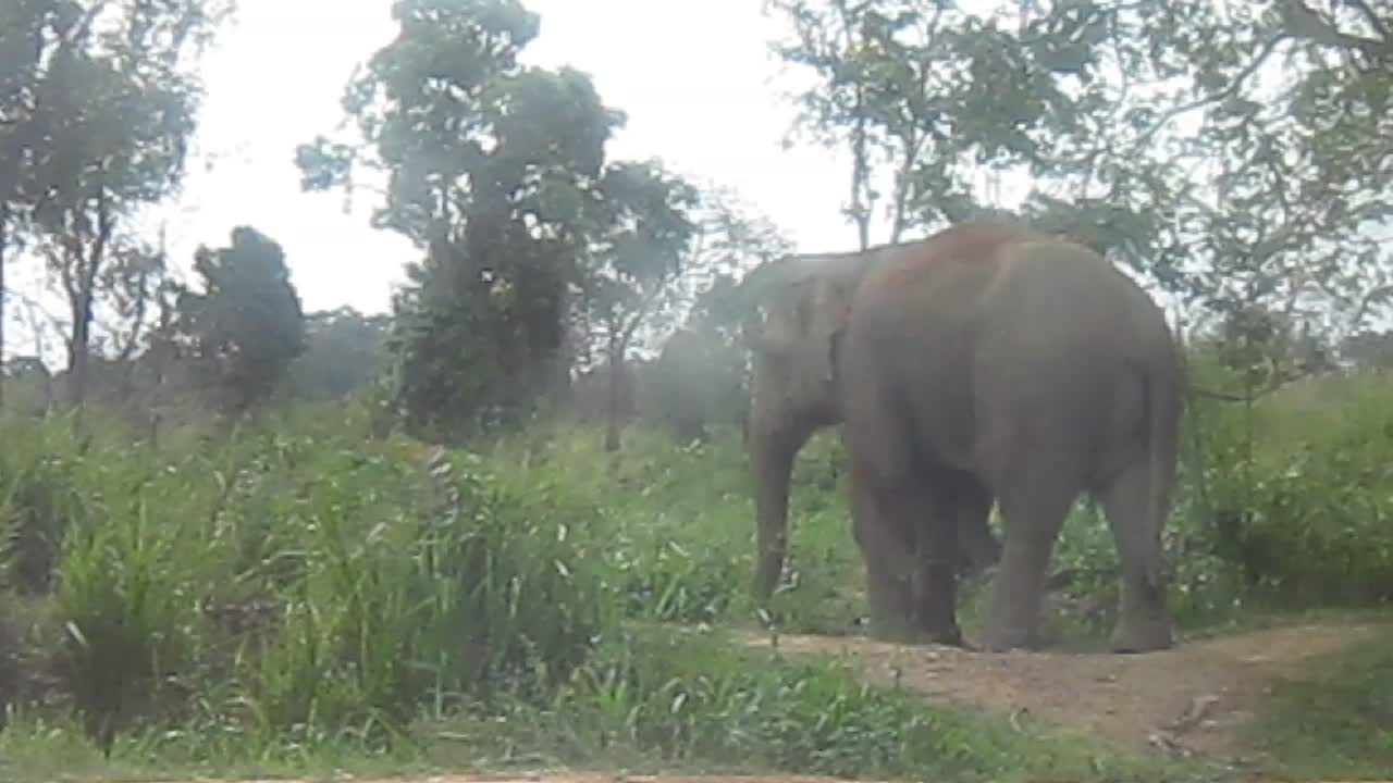 Wild Elephant near main road