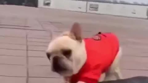 the French bulldogs show cute action