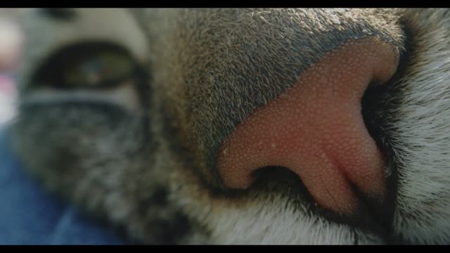 Close up shot of a cat's head in the garden