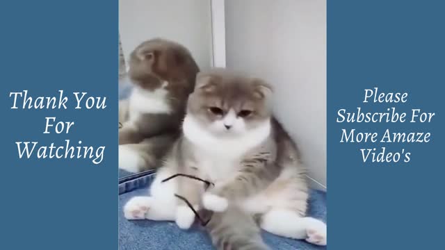 Cute Pet's Animal In Their On Way Videos That You Will Amaze!