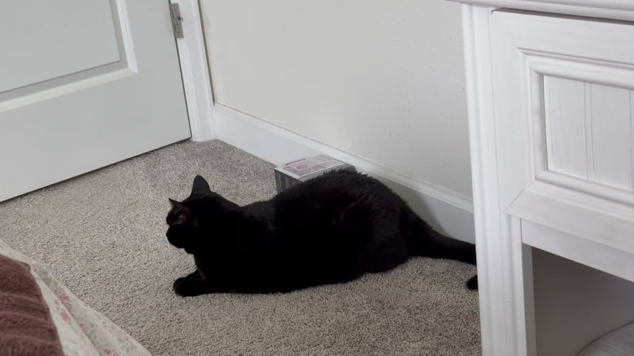 Cute Precious Piper Guards the Room - Adopting a Cat from a Shelter Vlog