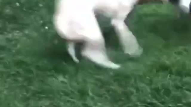 #shorts Epic Dog Fails Compilation #10🐶 2021