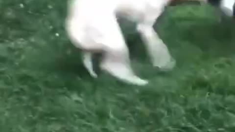 #shorts Epic Dog Fails Compilation #10🐶 2021