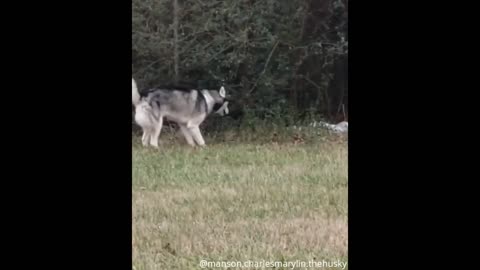 Huskys divertidos